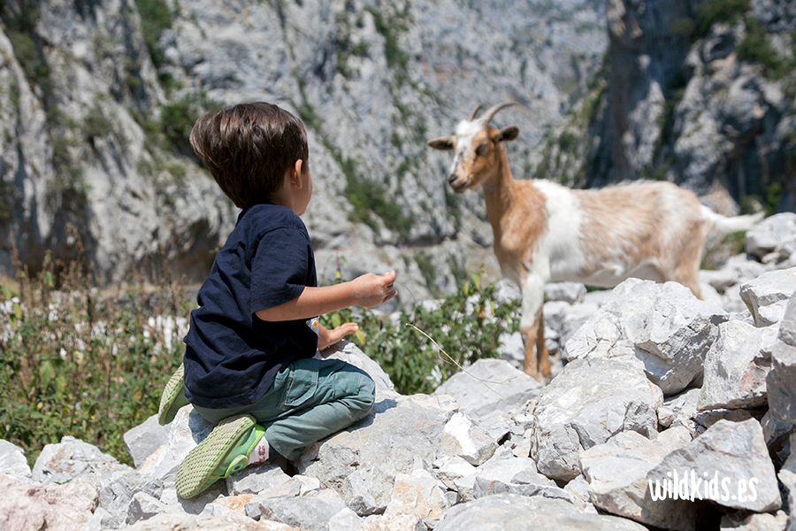 Excursión con niños en los Picos de Europa: la ruta del Cares
